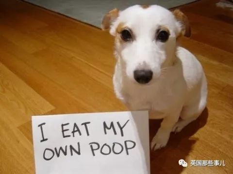 兔兔这么可爱为什么要吃它,兔兔这么可爱为什么要吃兔兔呢