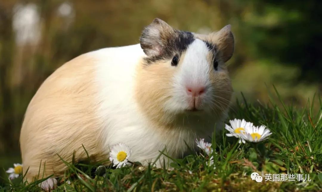 兔兔这么可爱为什么要吃它,兔兔这么可爱为什么要吃兔兔呢