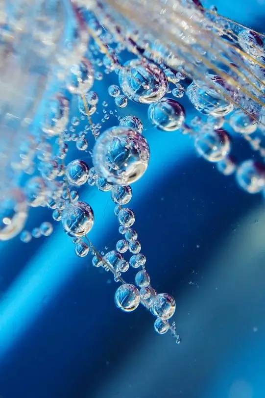 水中花，美翻了！