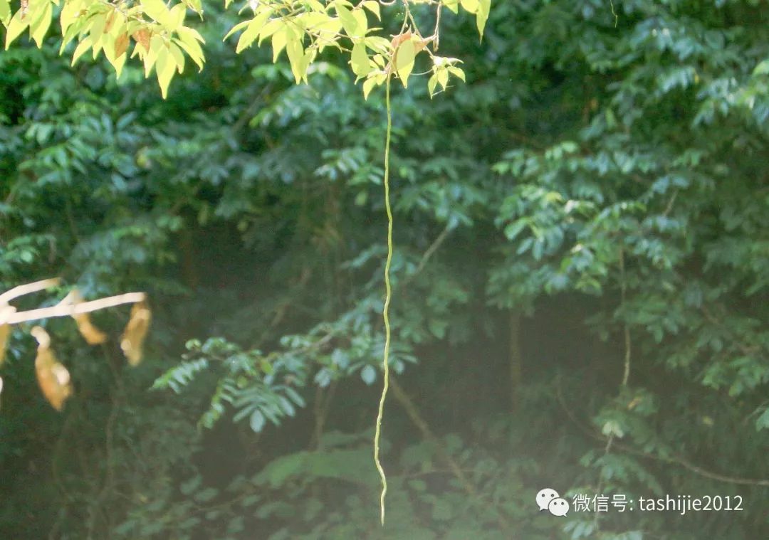 长毛的虫瘿,千奇百怪的虫子全集