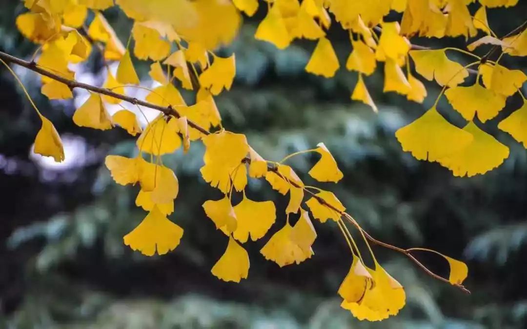 满城尽带黄金甲取景地图片,满城尽带黄金甲震撼场景