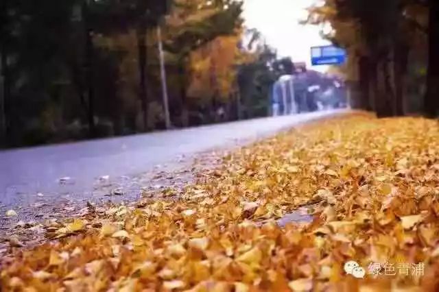 满城尽带黄金甲取景地图片,满城尽带黄金甲震撼场景