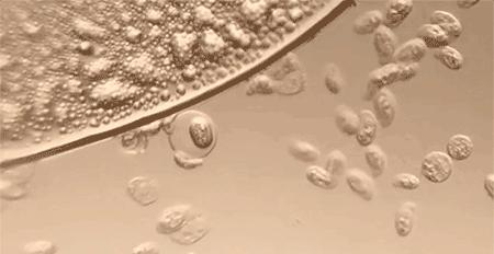 团购|不用手搓，衣服一泡就干净，懒人必备