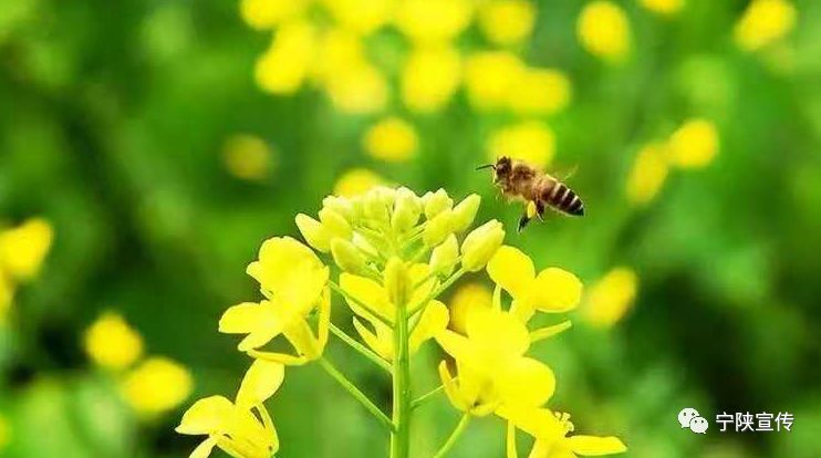 甜入心的宁陕“海棠蜜”……