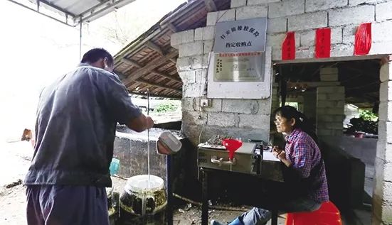 海南人“保护橡胶树”小游戏来了！看你能打多少分？你还会有这些收获……