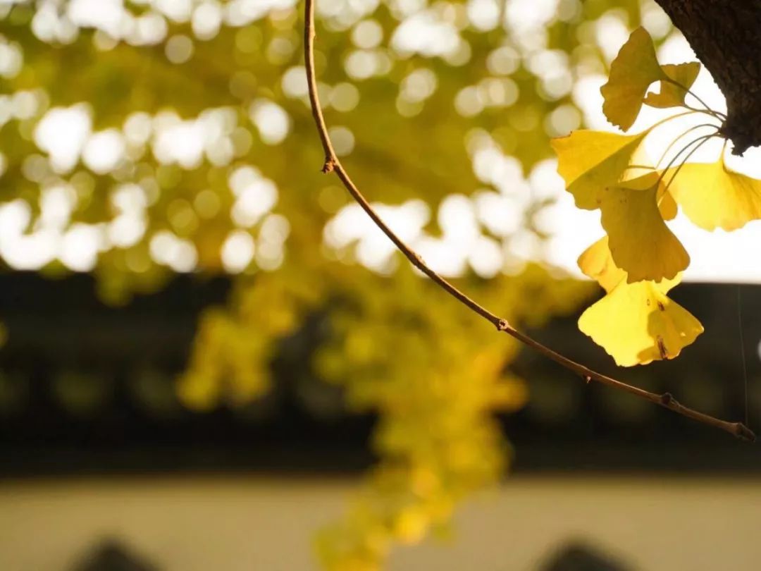 银杏打卡景点,成都周边打卡最美银杏观赏地