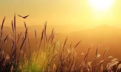 五行什么旺木,什么最旺五行