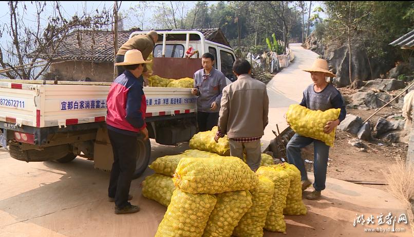 土豆批发产地直销白心土豆,崇州黄心土豆批发