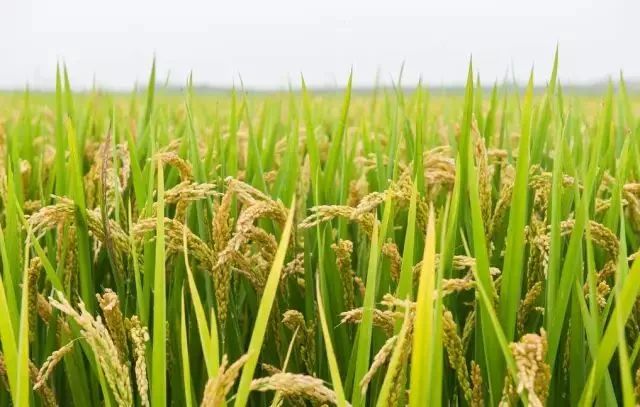 越光大米评测,日本新潟越光大米