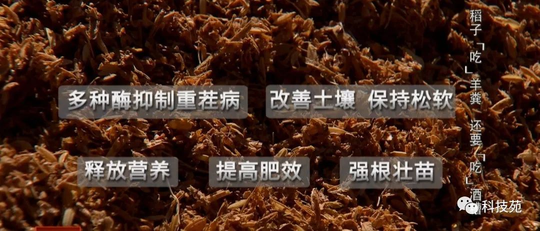 稻田吃活鱼,稻田里吃稻花鱼