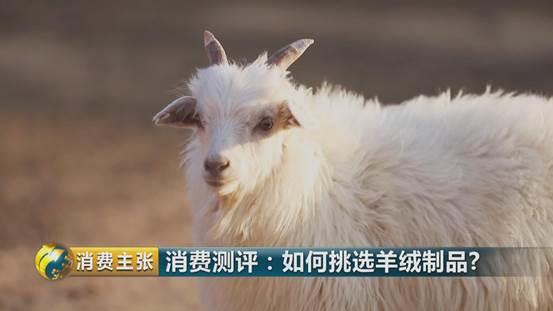 羊绒衫领发黄怎样清洗才正确,学会这一招清洗得干干净净