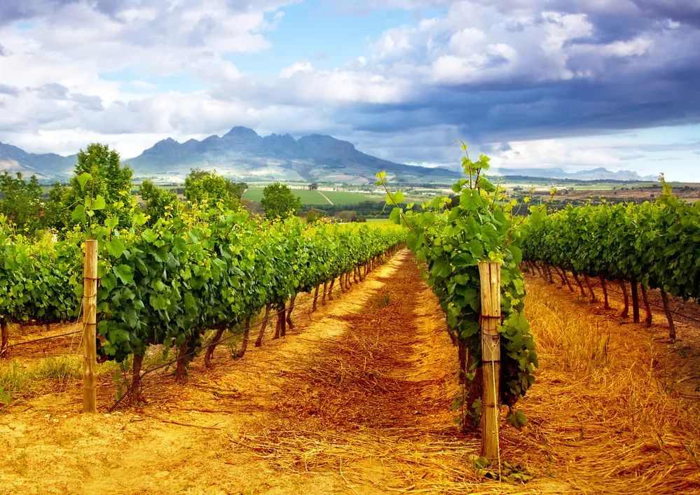 我强烈推荐这款面膜英文,适合黄皮用的美白面膜