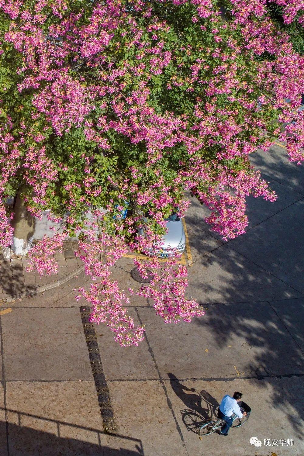 盘点那些美丽的校园时光,盘点那些美丽的校园