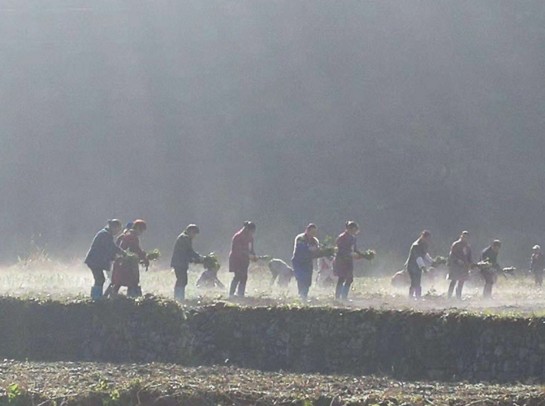 贵州铜仁松桃孟溪镇木耳乡,松桃县孟溪镇木耳村