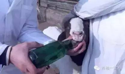 手把手教如何给羊注射药图文详解？
