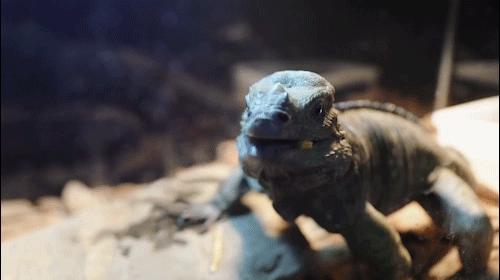 成都怎么玩一天一夜,如何在成都耍一天