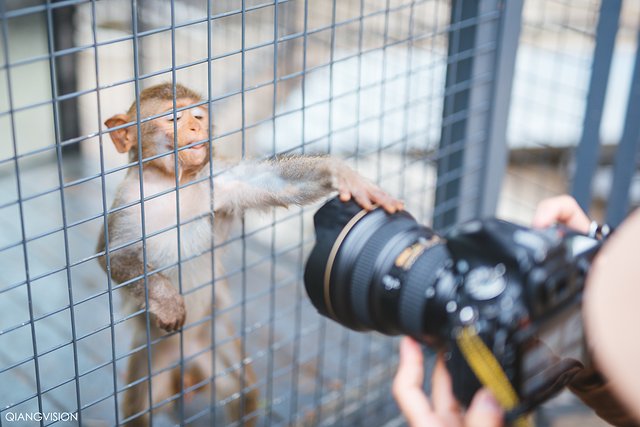 成都怎么玩一天一夜,如何在成都耍一天