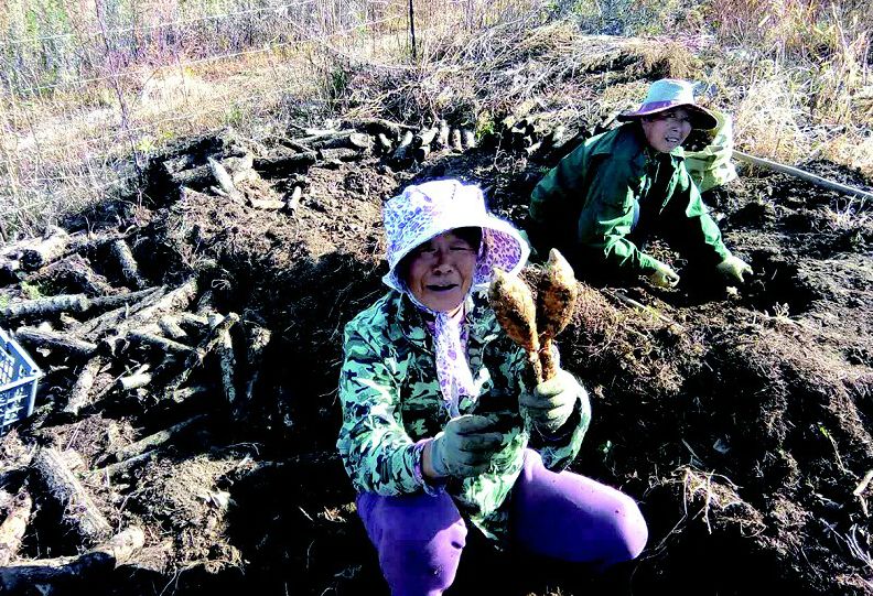 「吉农关注」生态美、生活富、风气新……乡村振兴看“金华”！