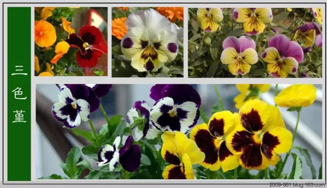 最全花品种,史上最简单的十种花