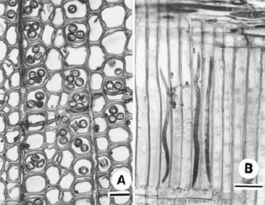 松树也变黄了,松树变红的原因