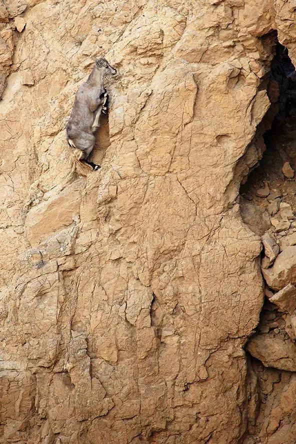 作为内蒙人，山羊这么牛的生物，竟然不了解？