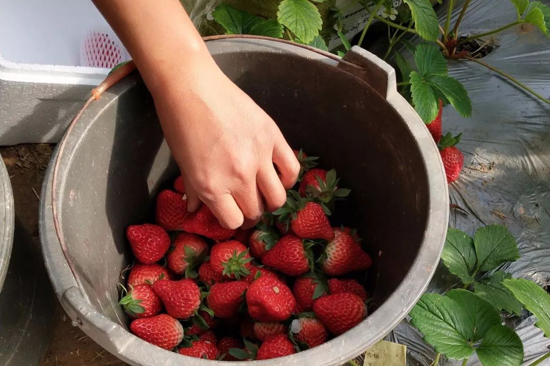 又香又甜好吃的草莓,果香四溢的草莓果酱