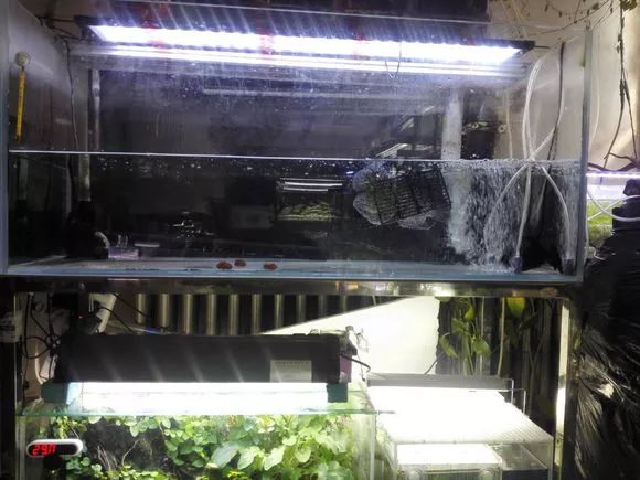 罗汉鱼脱肛严重还有救吗,罗汉鱼失鳔症的鱼恢复要多久