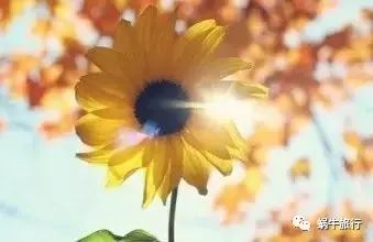 上林葵花节景点,广西上林葵花文化旅游节