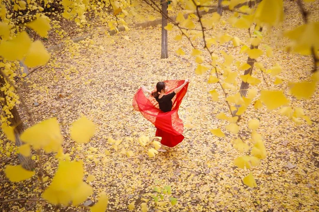 “妈，我在华师看了一场金黄色的雪！”