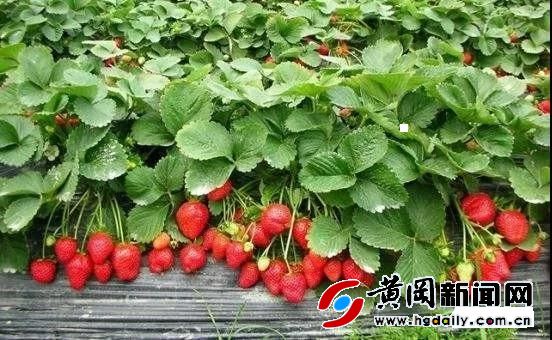 武穴市石佛寺镇魏高邑村,武穴市石佛寺镇魏高邑村农业基地