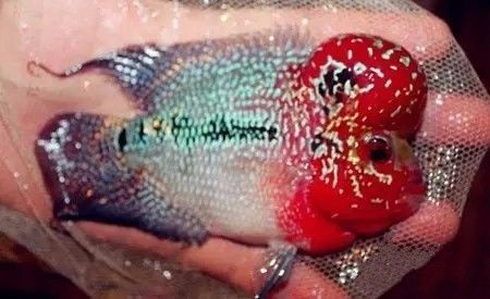 罗汉鱼增红这么简单？进来扫一眼你也可以的