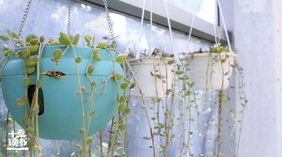 庄子说的两条生命,庄子的三棵树是什么树