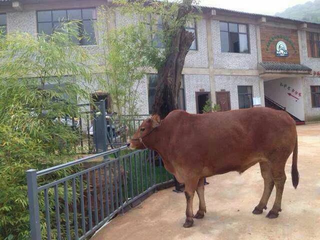 云南寻甸牛干巴做法,舌尖上的云南普洱茶