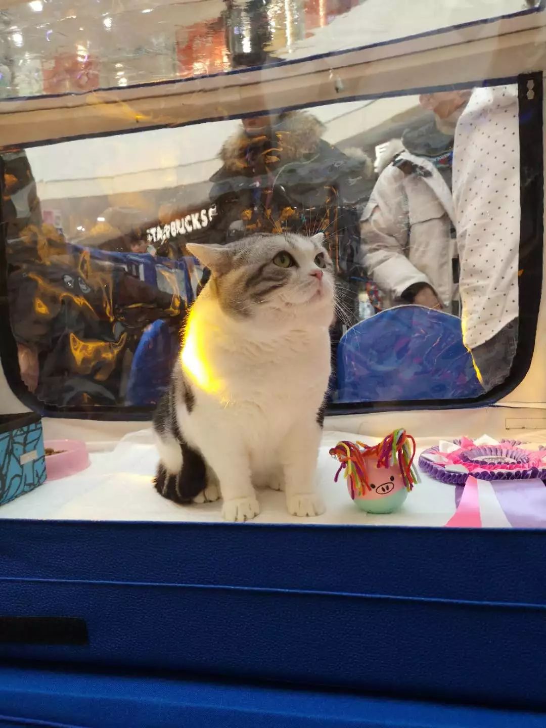 新闻综合广播｜「宠爱有家」之喵星驾到