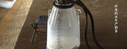 北奶南调运费高,水牛改行去产奶!