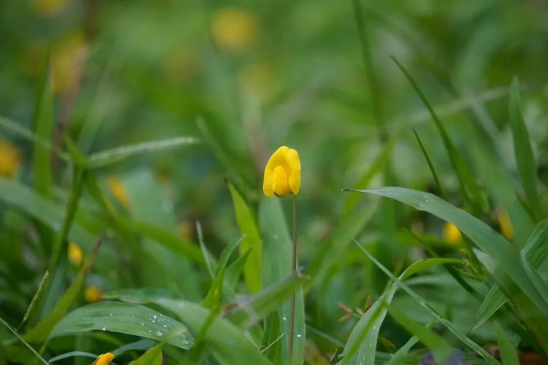 华南植物园吉祥花图片,华南植物园禾雀花观赏时间