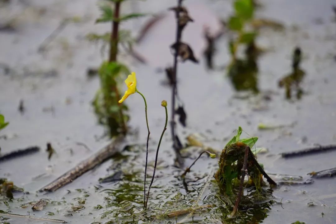 华南植物园吉祥花图片,华南植物园禾雀花观赏时间