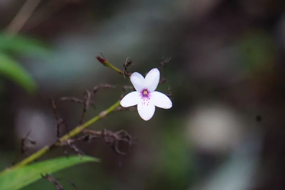 华南植物园吉祥花图片,华南植物园禾雀花观赏时间