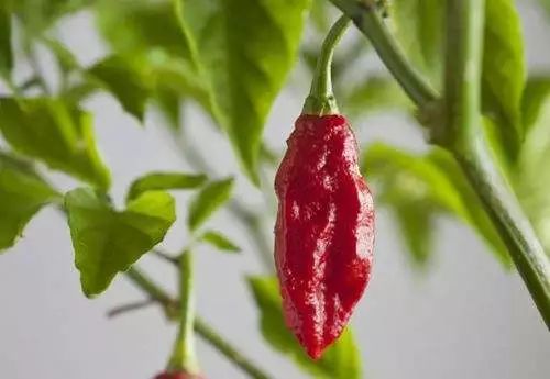 人会被辣到晕厥吗,人会辣死吗