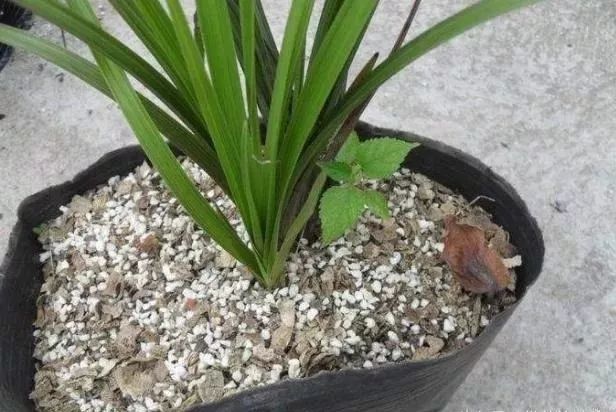 家里盆栽洋葱开花,洋葱盆栽开花