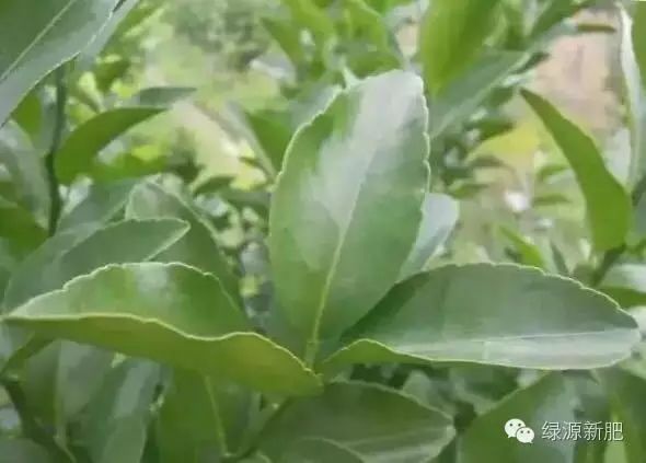 果树花芽分化期用什么促花芽分化,什么可以促进花芽分化