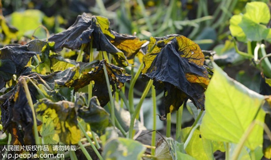 红薯抗癌你可能被忽悠了,长寿菜红薯叶能抗癌