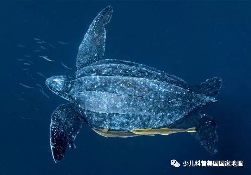 海龟家族“年终聚会”，个个活宝！