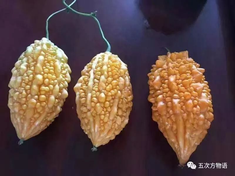 苦瓜与金铃子有什么区别,金铃子和苦瓜很像