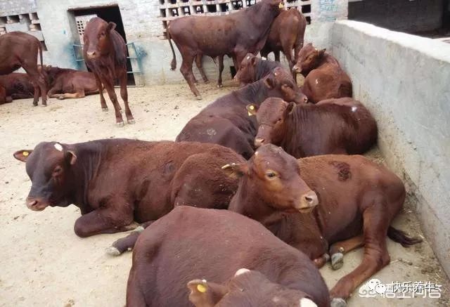 牛产后站不起来几天可以恢复,牛四只脚无力站不起来是怎么回事