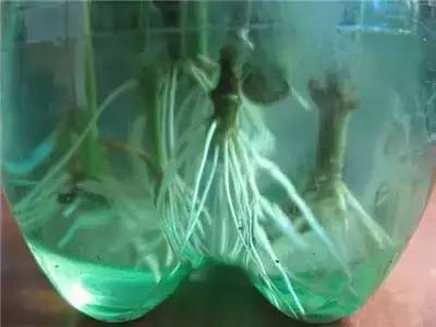 水插栀子花技术,水插栀子怎么移栽