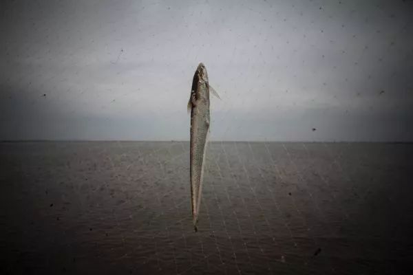 今日长江刀鱼消息,长江刀鱼现在的情况