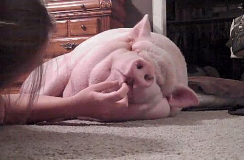 雨女有瓜|我去成都LV展出差的24小时吃成了真实的猪