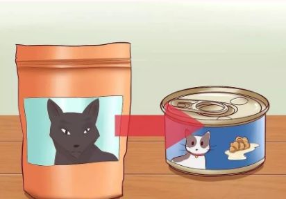 猫咪便秘吃肠道处方粮,猫咪便秘按摩肚子手法