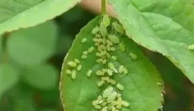 1个洋葱丢盆里，花朵砰砰开，一下能变2个头，省钱了！